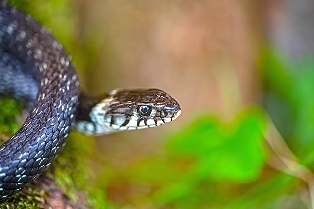 drain snaking