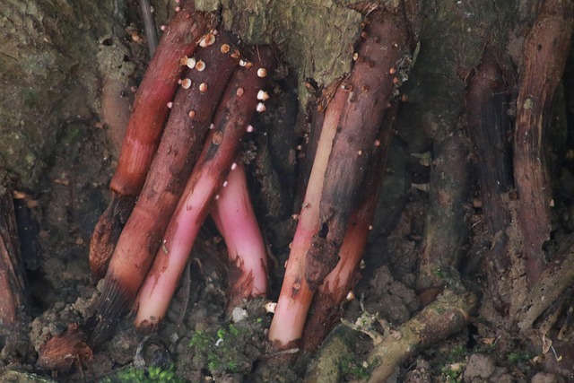 sewer root removal