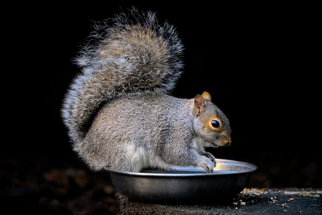 squirrel hill plumbing
