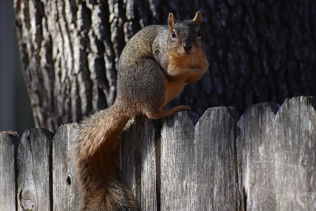 squirrel hill plumbing