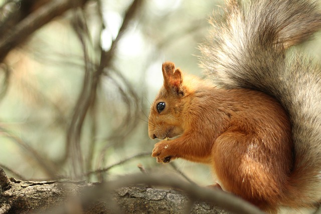 squirrel hill plumbing
