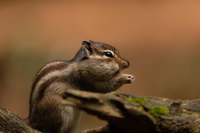 squirrel-hill-plumbing-640x480-93159620.jpeg