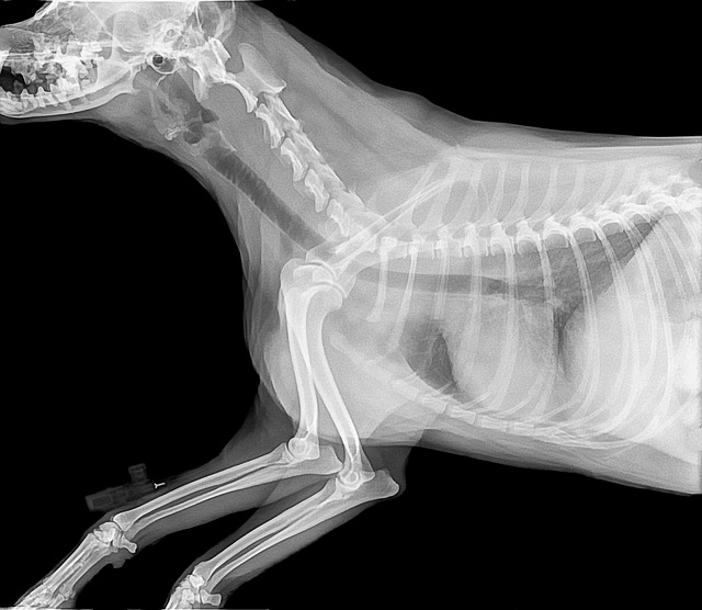 veterinary-plumbing-640x480-17813959.jpeg