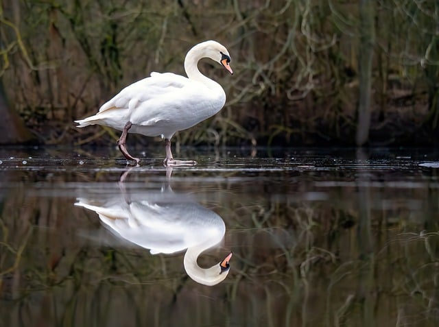 bradford white water heater
