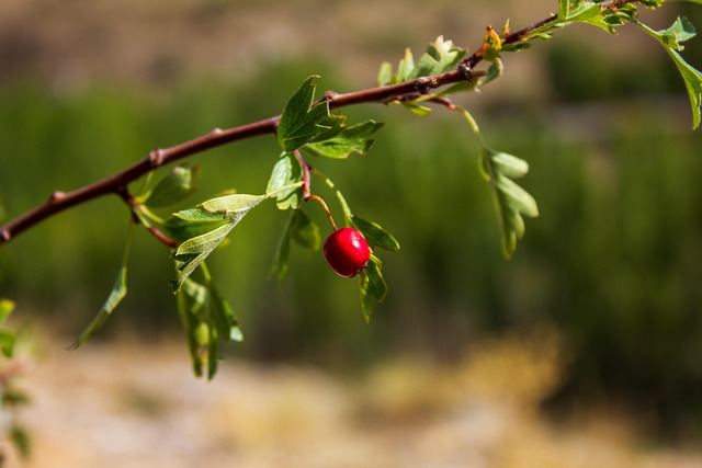 cranberry plumbing