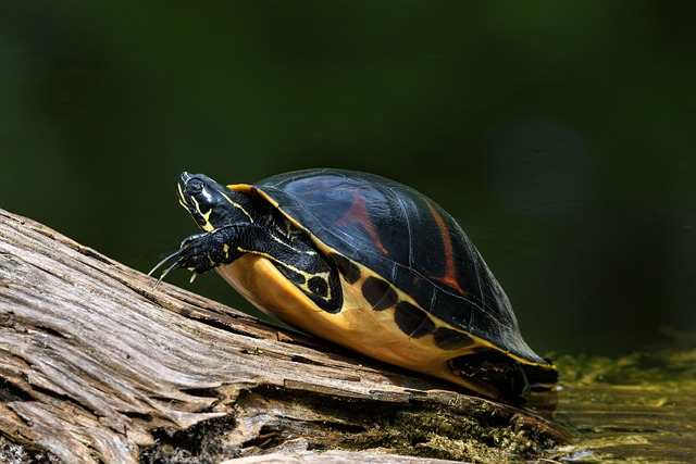 sewer line bellied