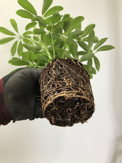 sewer root removal
