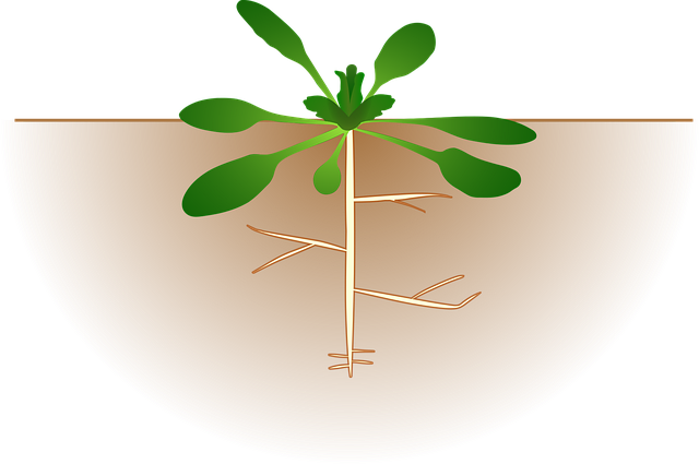 sewer-root-removal-640x480-78677060.png