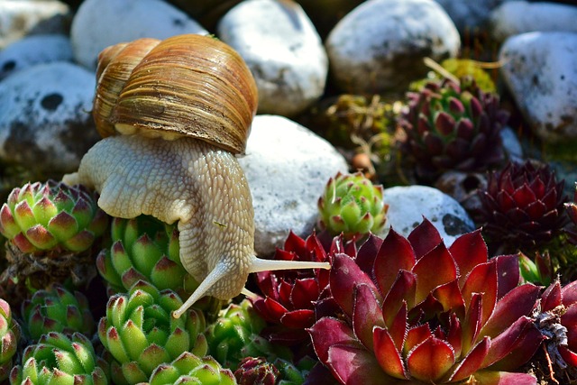 Natural Solutions for Slow Drains: Top Organic Cleaners