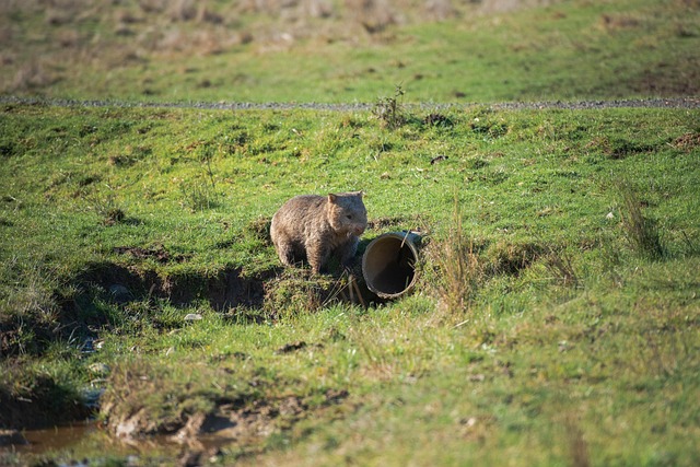 slow drain