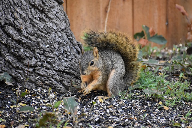 squirrel hill plumbing