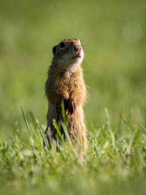 squirrel hill plumbing
