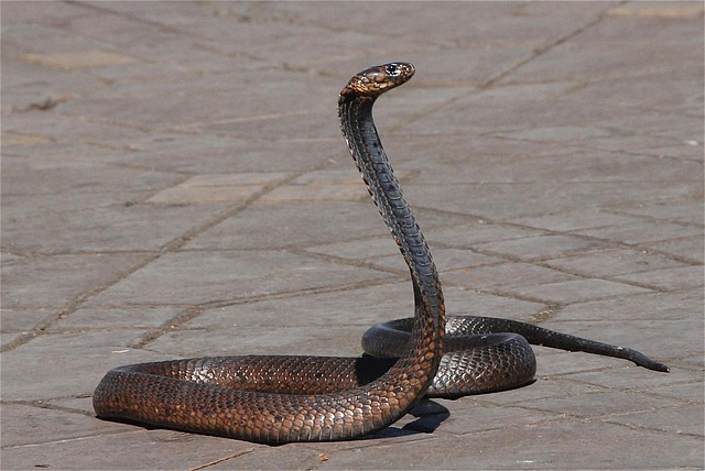 drain snaking